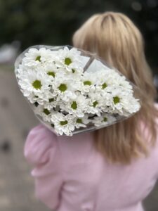5 шт - Хризантема Бакарди